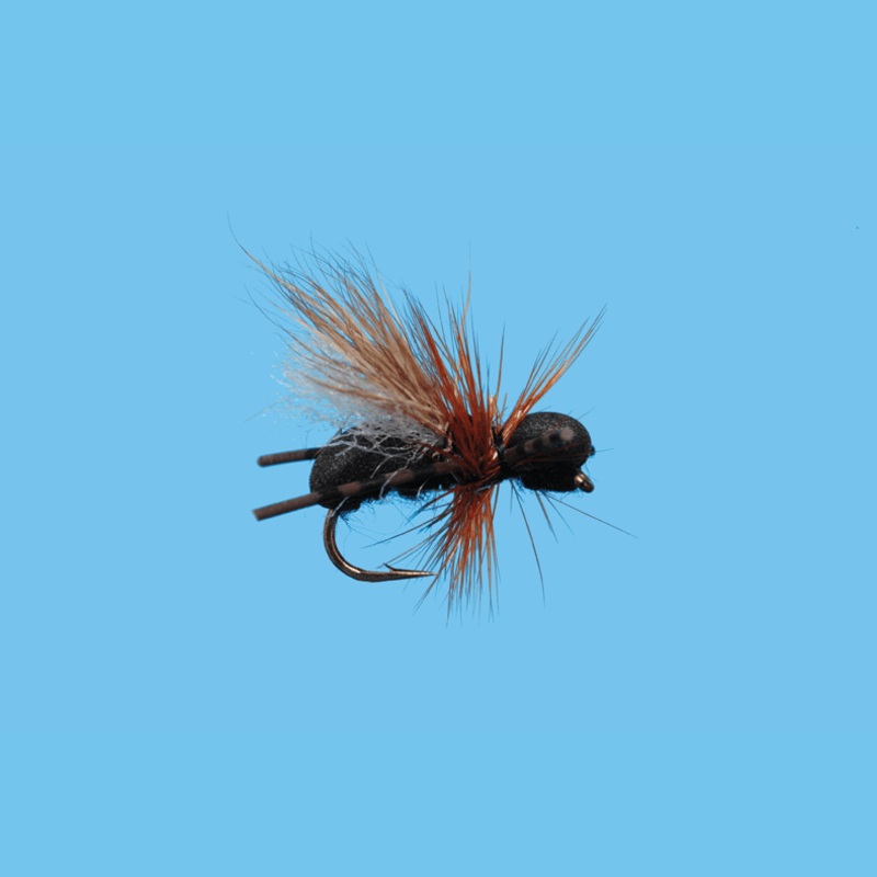 CFO Ant||14|Black