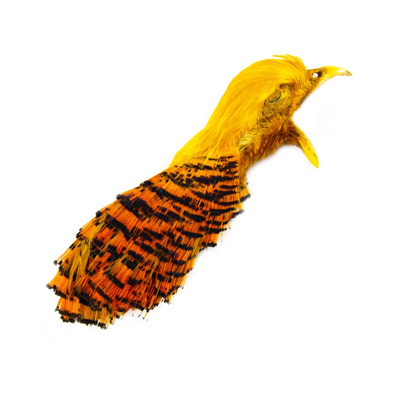 Shor Golden Pheasant Head||1