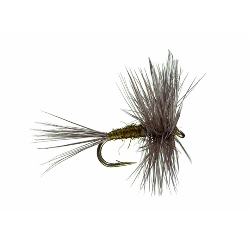 Traditional BWO Dry|20|16|18
