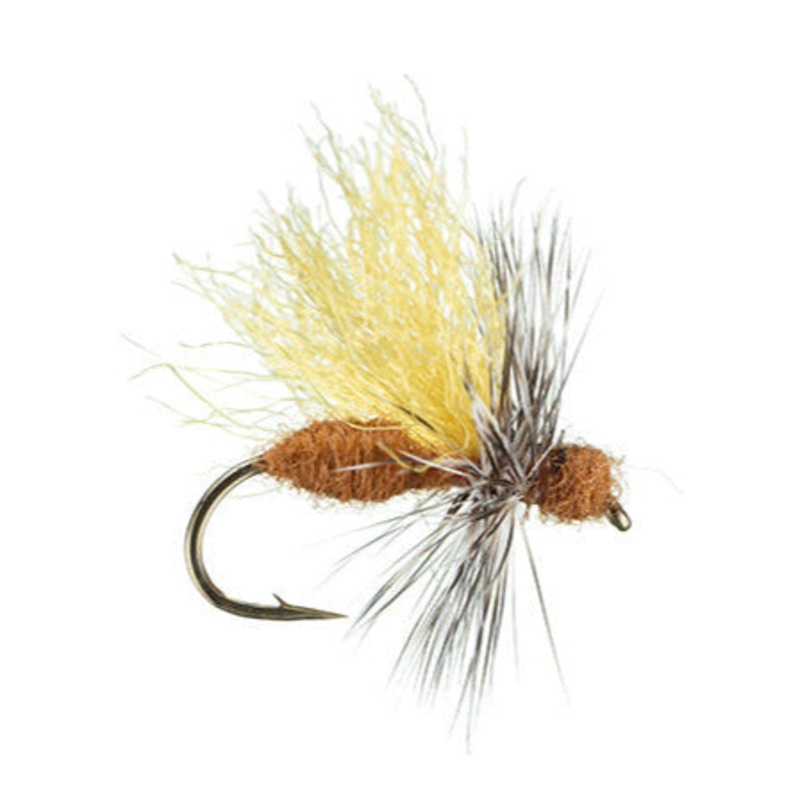 Cinnamon Flying Ant||14||16||18