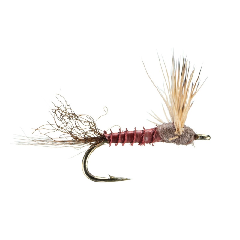 Sparkle Dun – Mahogany||16||14