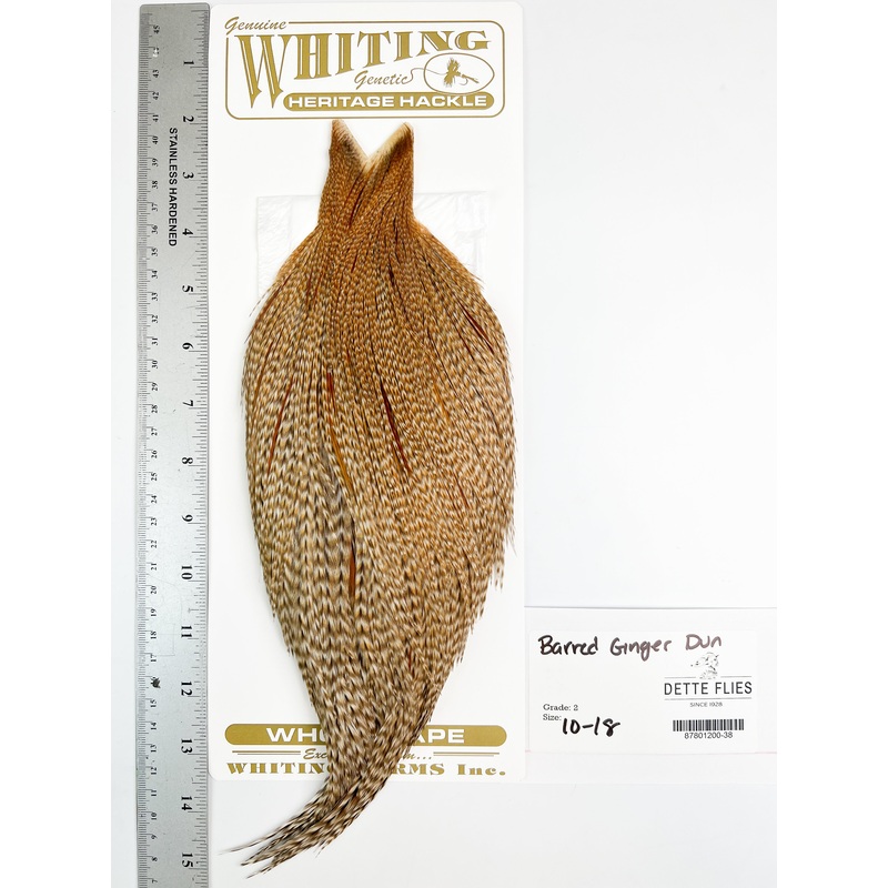 Barred Ginger Dun – Whiting Heritage Hackle Rooster Cape  – Grade 2