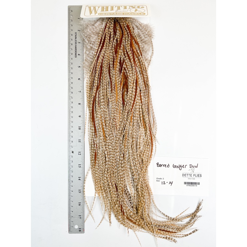 Barred Ginger Dun – Whiting Heritage Hackle Rooster Saddle – Grade 2