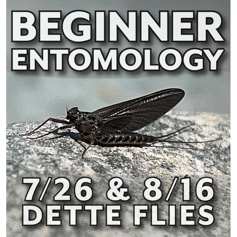 Beginner Entomology Workshop – 8/16/25