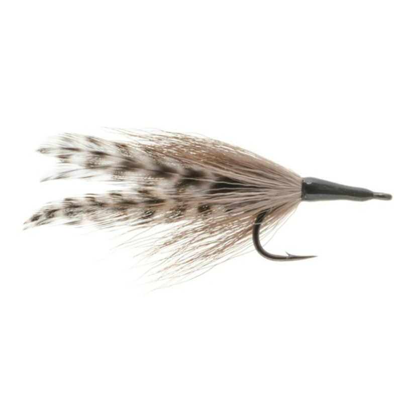 Umpqua Cockroach|Small|Large