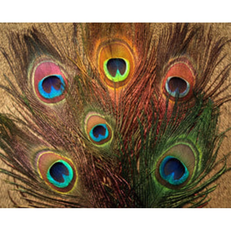 Nature’s Spirit Bleached & Dyed Peacock Sticks