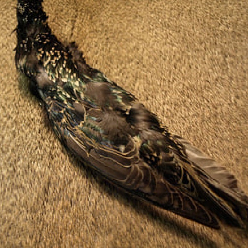 Starling Skin|Natural (SSS-48)