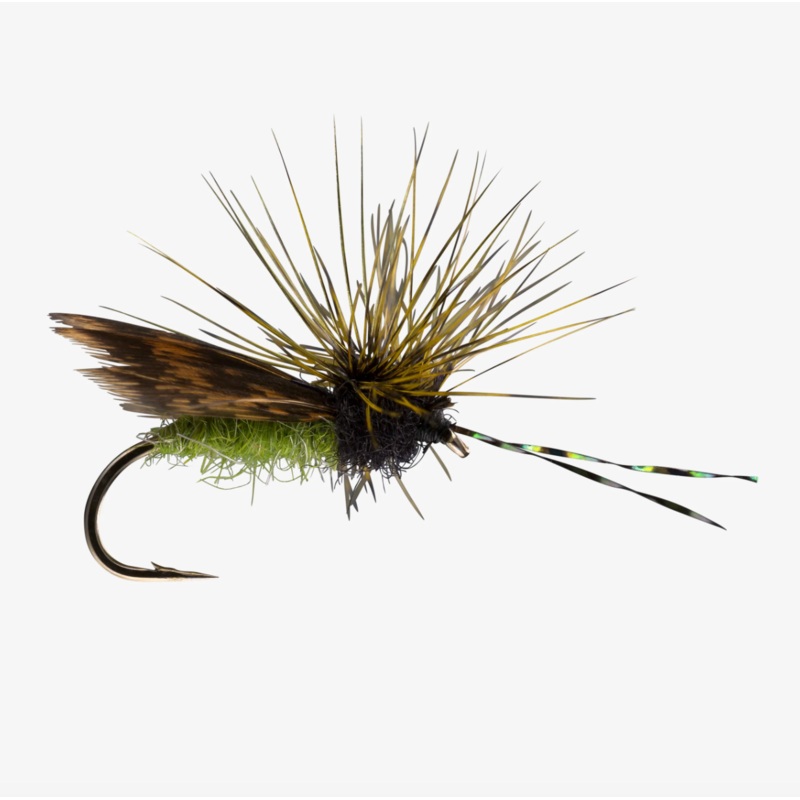 Hen Wing Caddis|Olive||14||16