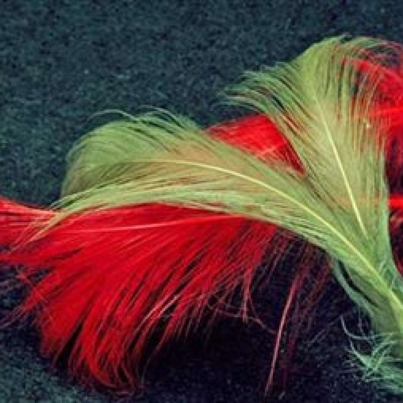 Cascade Spey Hackle|Fl. Orange|Purple