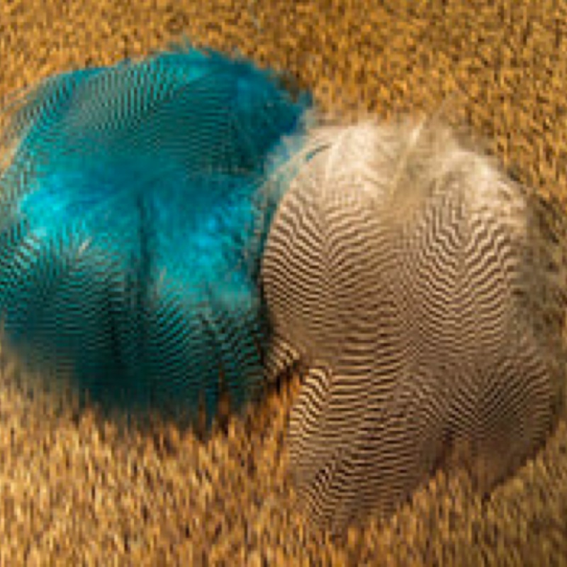 Nature’s Spirit Teal Flanks|Claret TBF – 31a|Heron Gray TBF – 80|Natural TBF – 48|FL. Purple TBF – 73b|Hot Orange TBF – 32a|Yellow TBF – 12|FL. Blue/Kingfisher Blue TBF|Green TBF – 79|FL. Chartreuse TBF – 72|FL. Hot Pink TBF – 74a|FL. Cherry Red TBF – 75