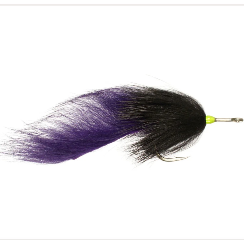 Rainy’s Kraimer’s Bruiser|2/0 / Black/Purple