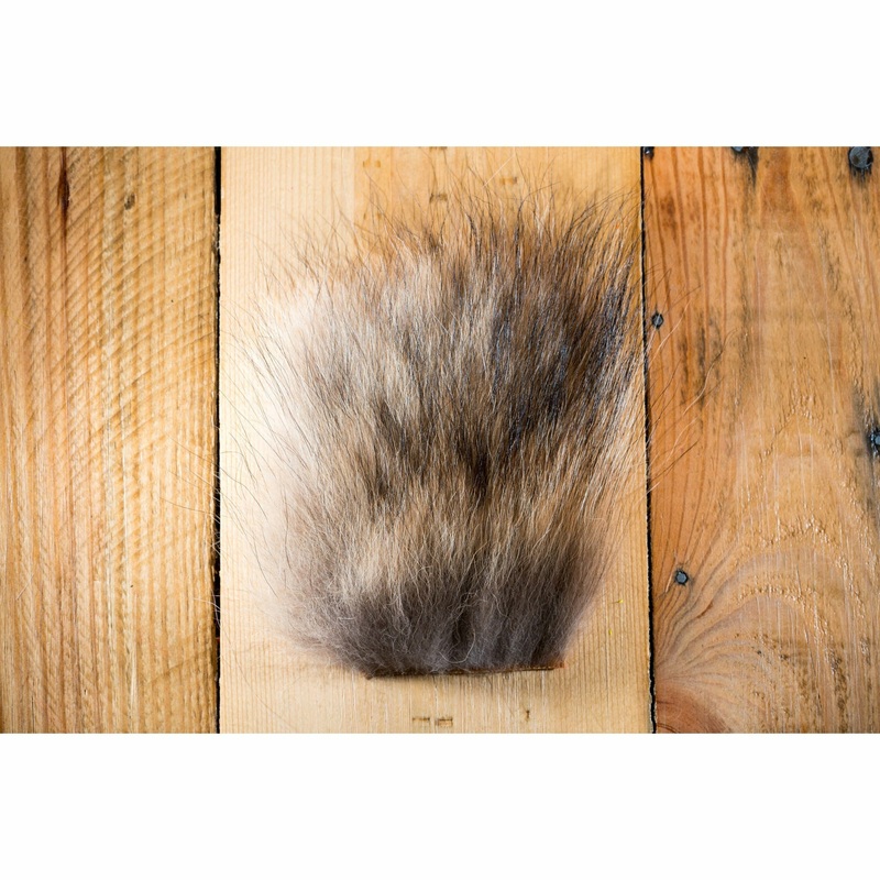 Coyote – Natural