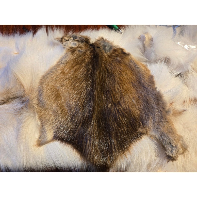 Muskrat Skin