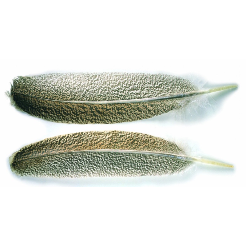 Veniard Oak Mottled Wing Quills – Grade 1