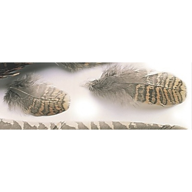 Veniard Woodcock Body Plumage