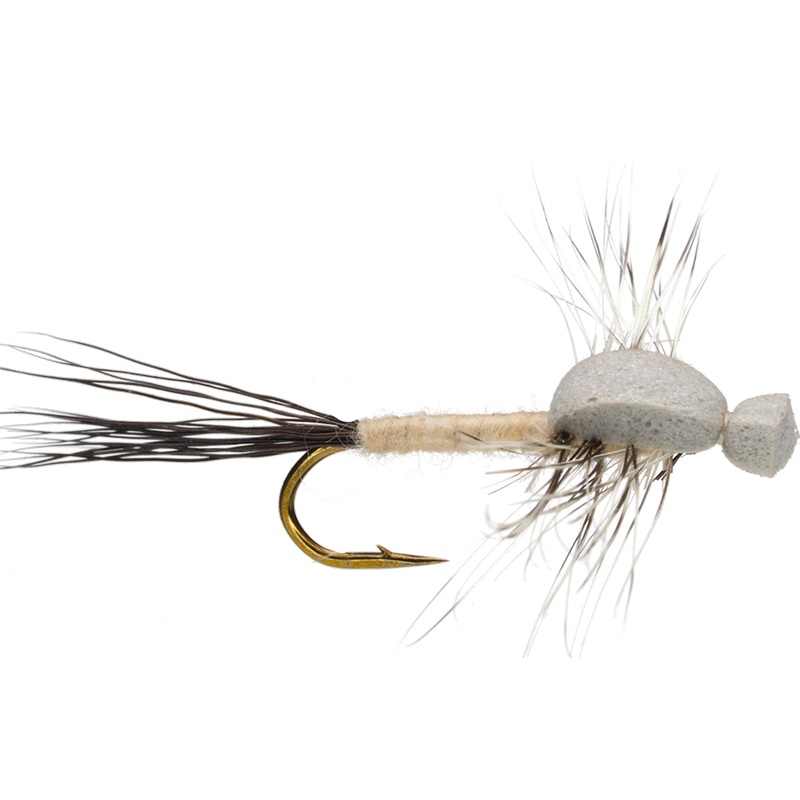 Coffin Fly