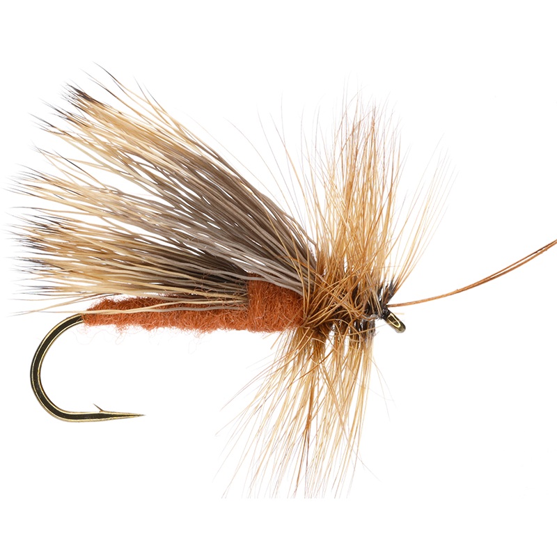 Adult October Caddis