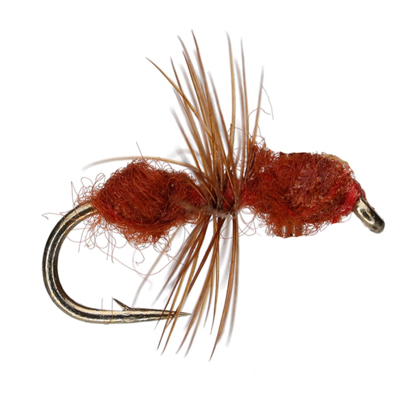 Cinnamon Fire Ant|16|18