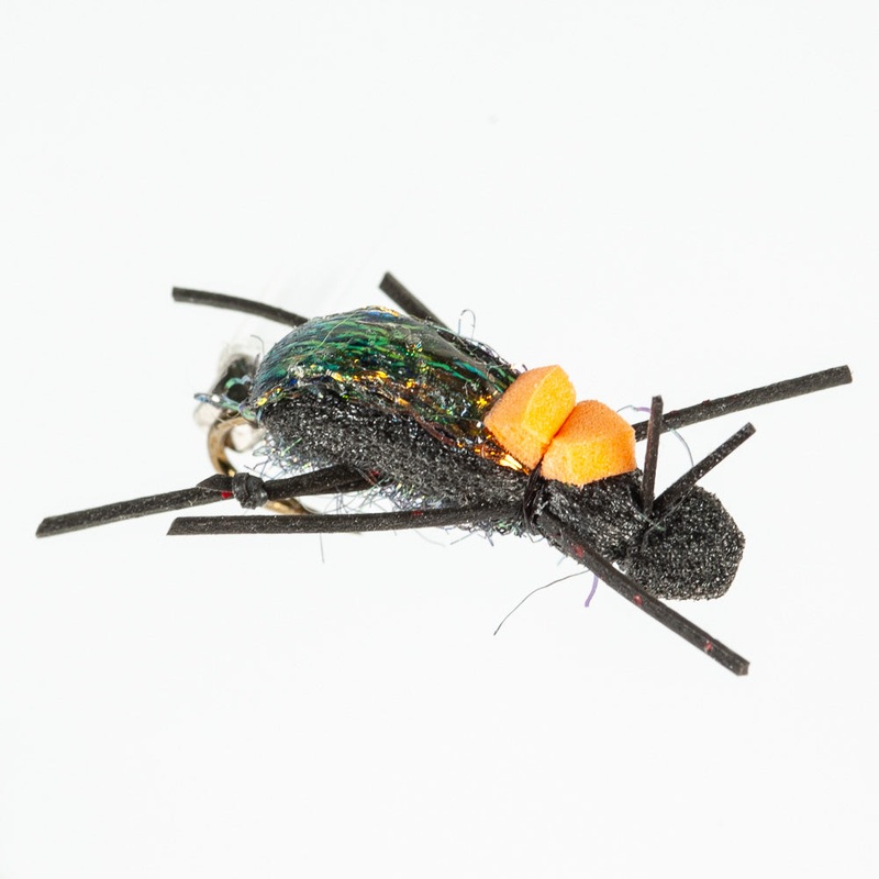 Ground Beetle|Black||10||8