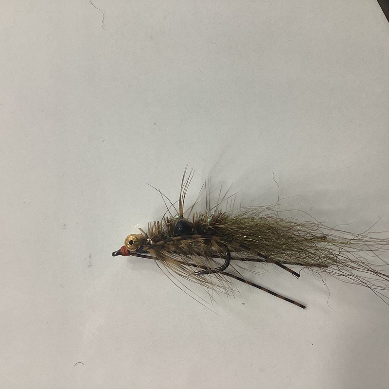 Tony Janik – gold eye shrimp