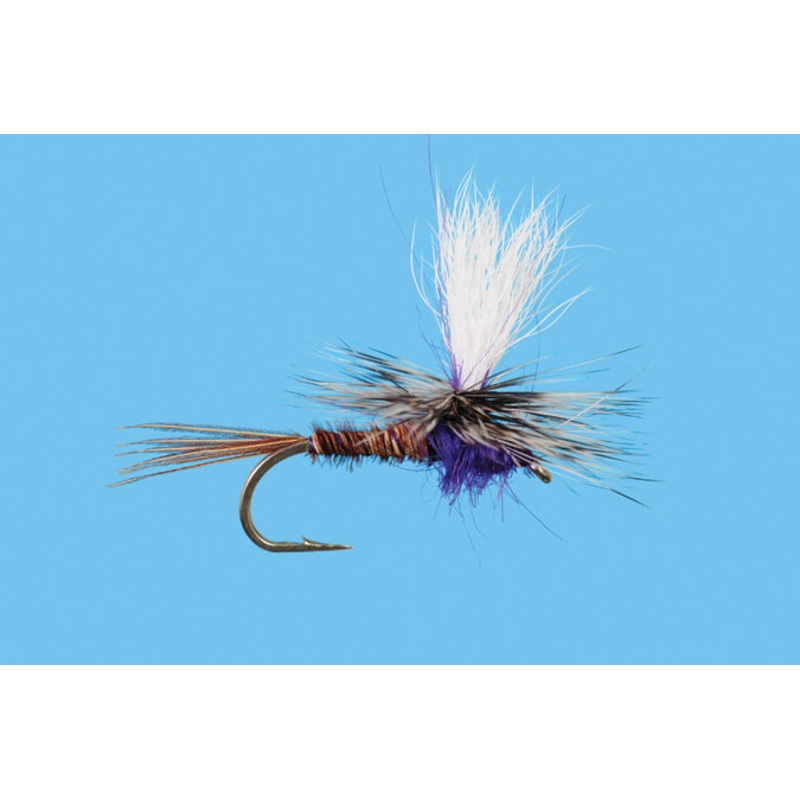 Parachute Purple Rooster (6-Pack)