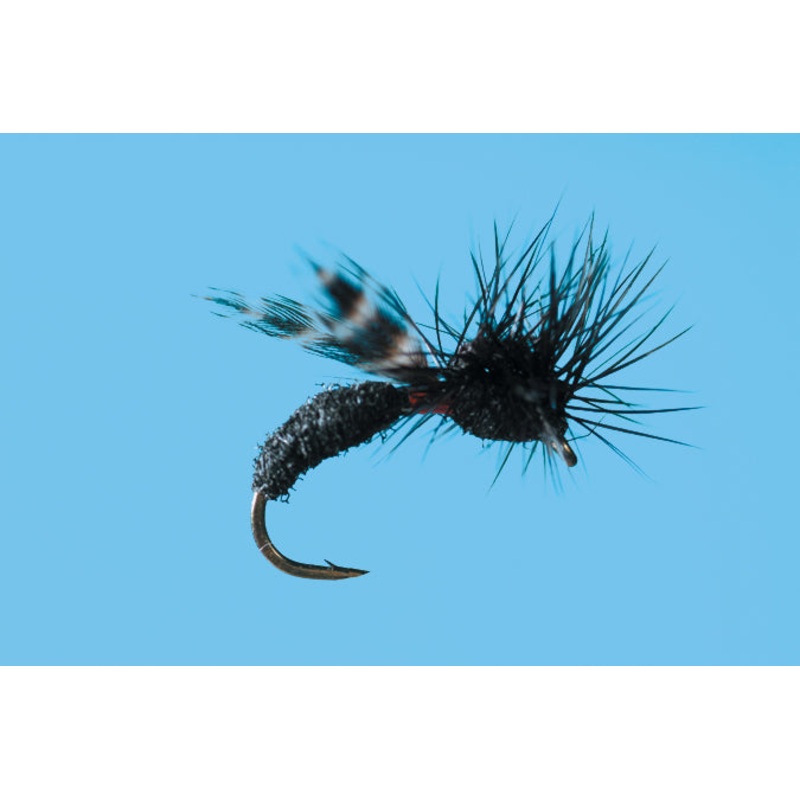 RP’s Ant (6-pack)|Black||14||16