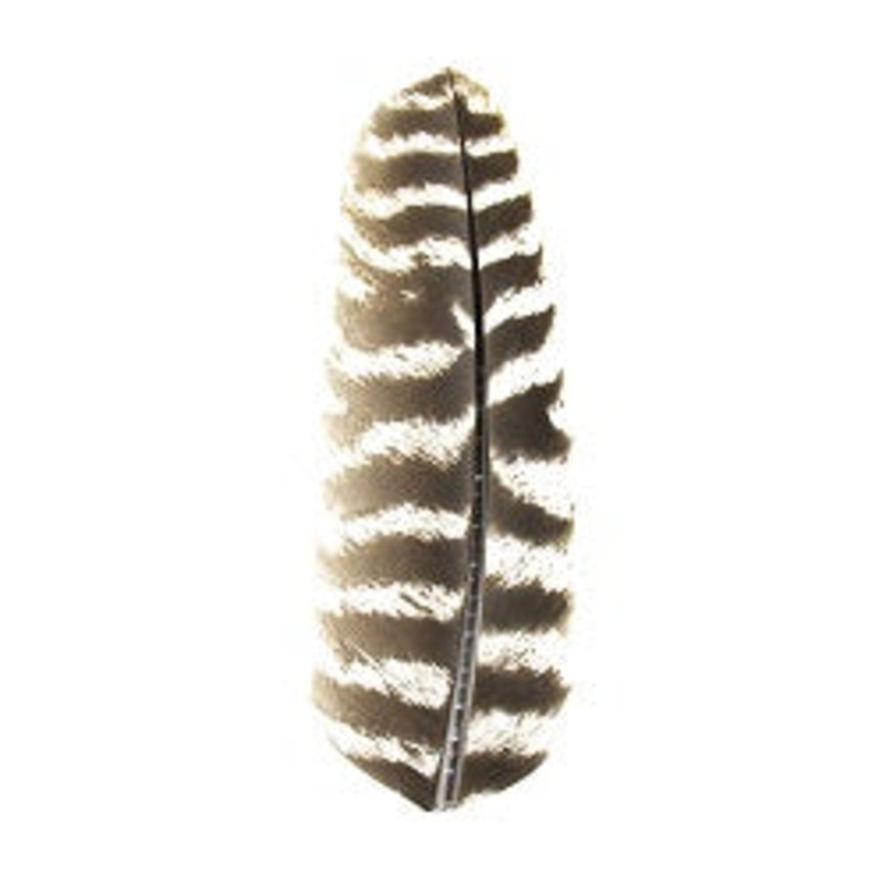 SHOR – TURKEY QUILLS BROWN AND WHITE