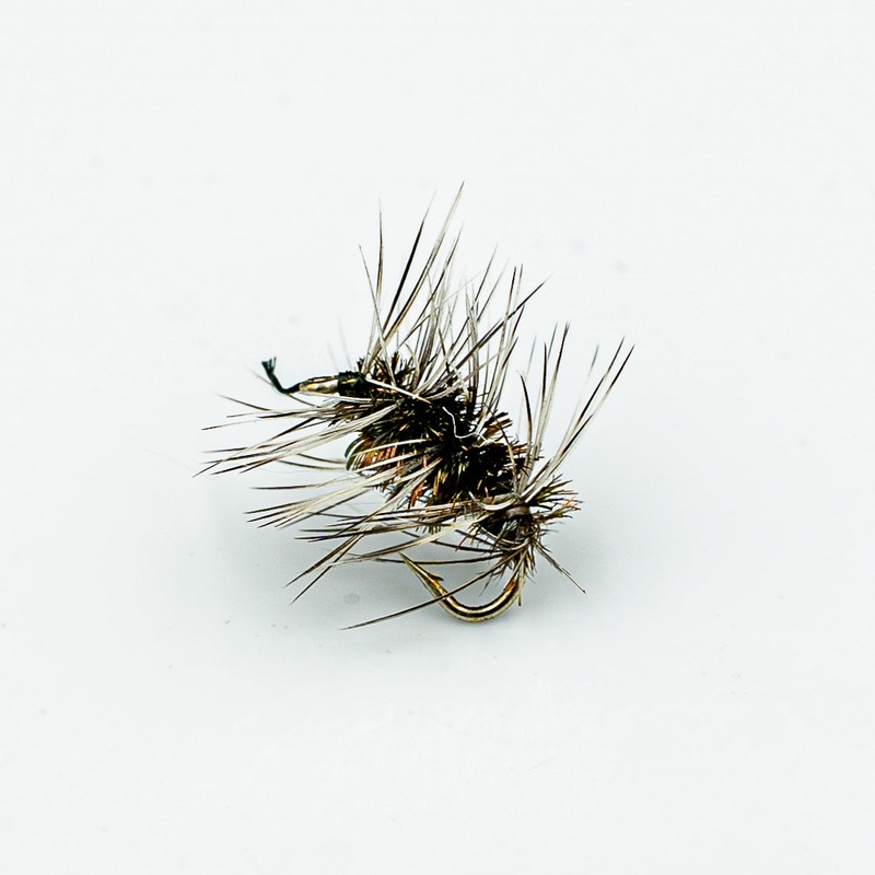 Griffiths Gnat||18