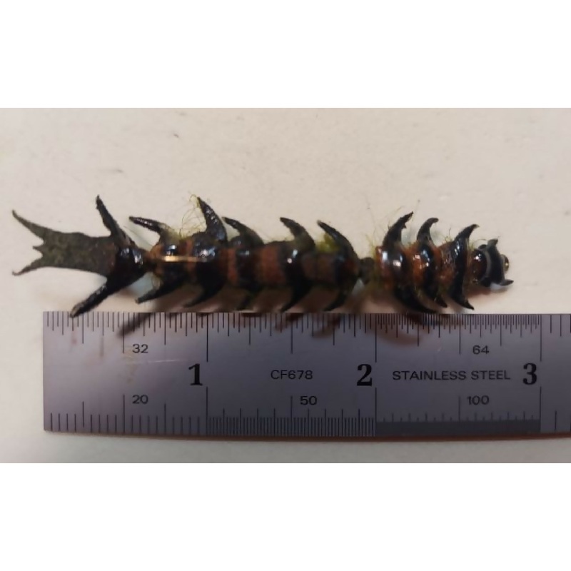 CT Articulated Hellgrammite|6|8