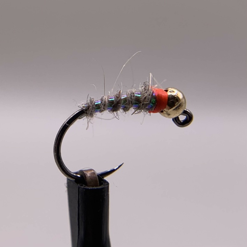 Euro Sexy Waltz Worm|16|14|12