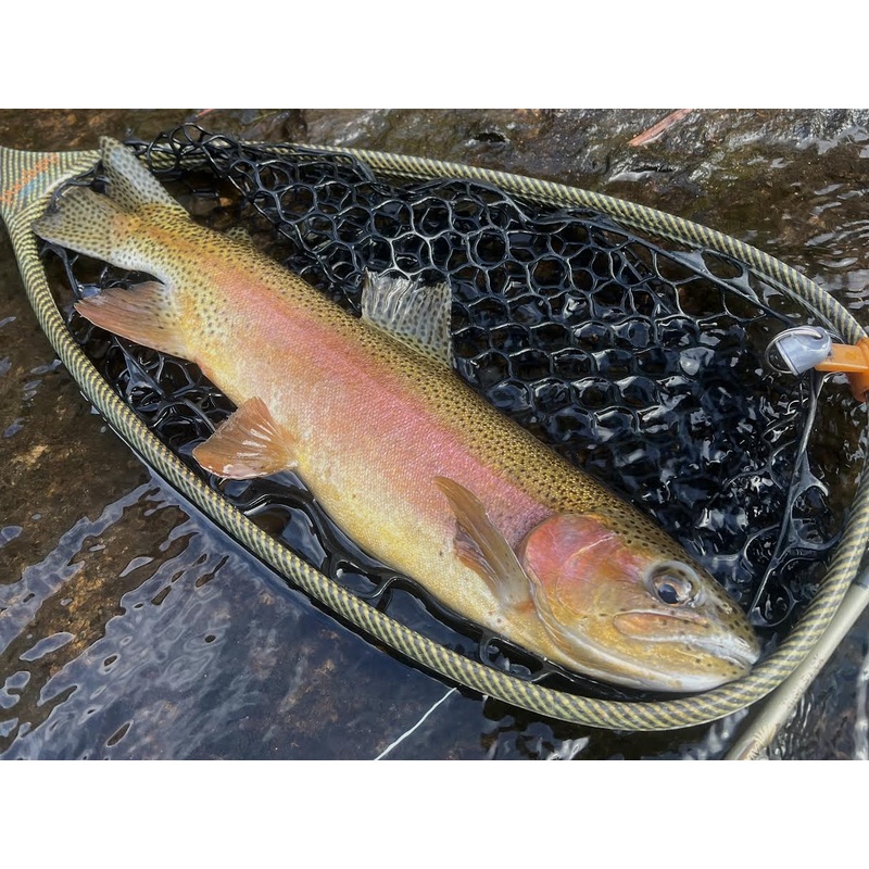 Intro to Winter Tailwater Fishing