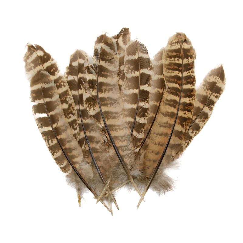 Hen Pheasant Wing Quills