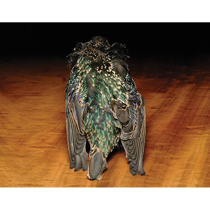 Hareline Starling Skins