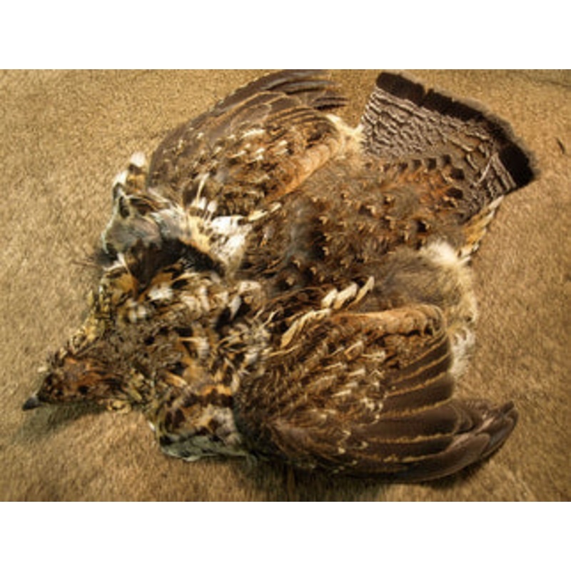 Nature’s Spirit Ruffed Grouse Skin