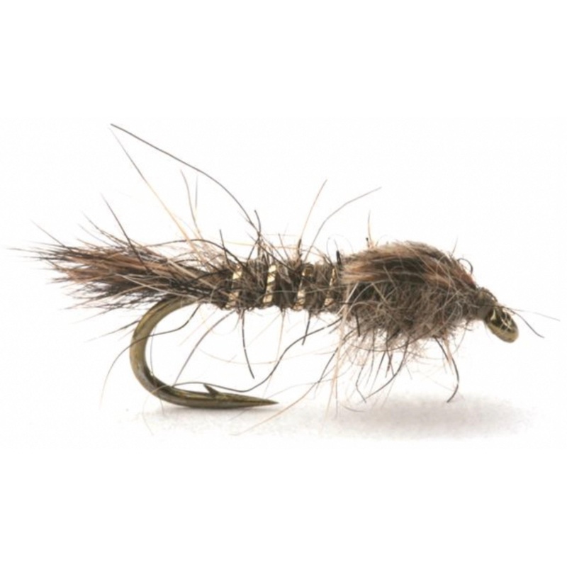 Gold Ribbed Hares Ear|12|14|16