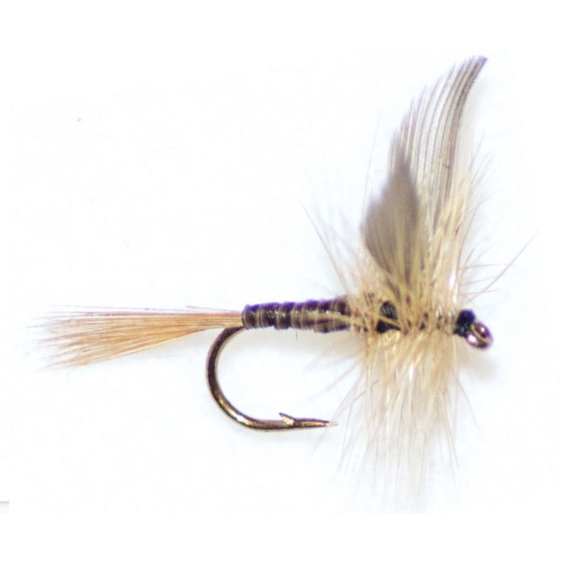 Ginger Quill|12|14
