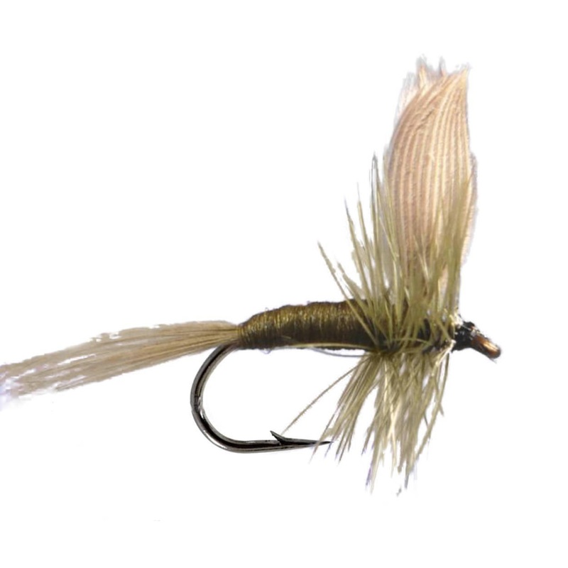 Sjn Olive|14