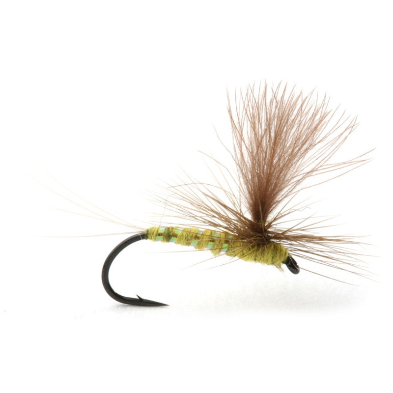 Olive Flash|14|16