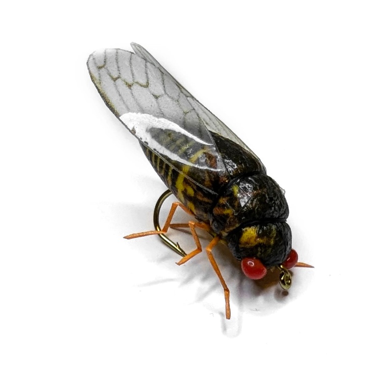 Vania | Cicada|4|6|8