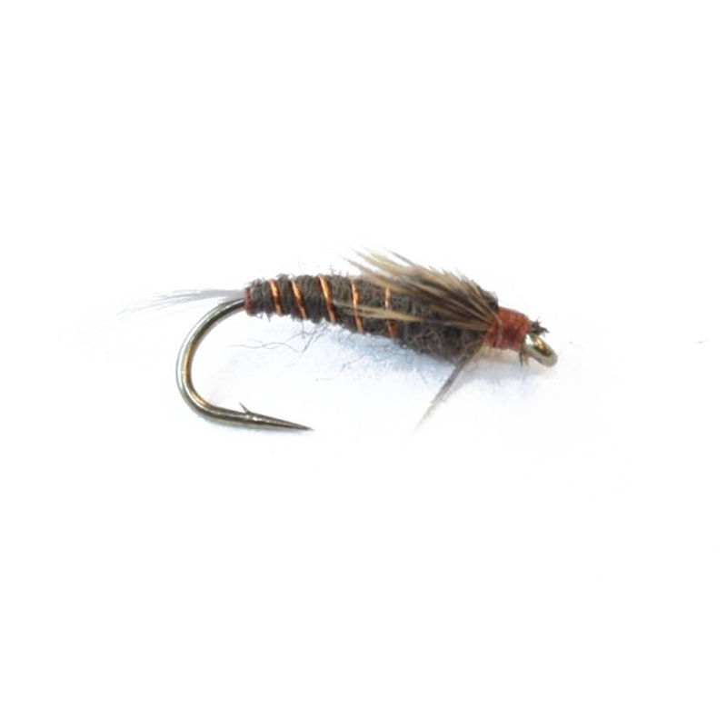 Niccos Straights L. Marginata Nymfe