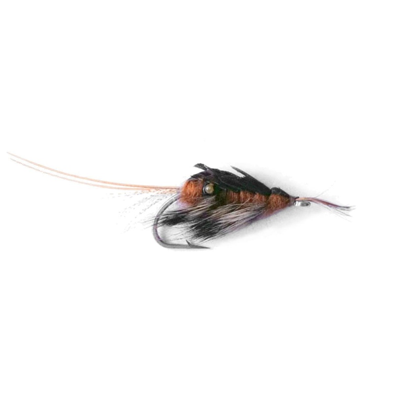 Smelling Shrimp|2