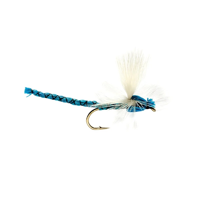 Blue Damsel|8|10|12