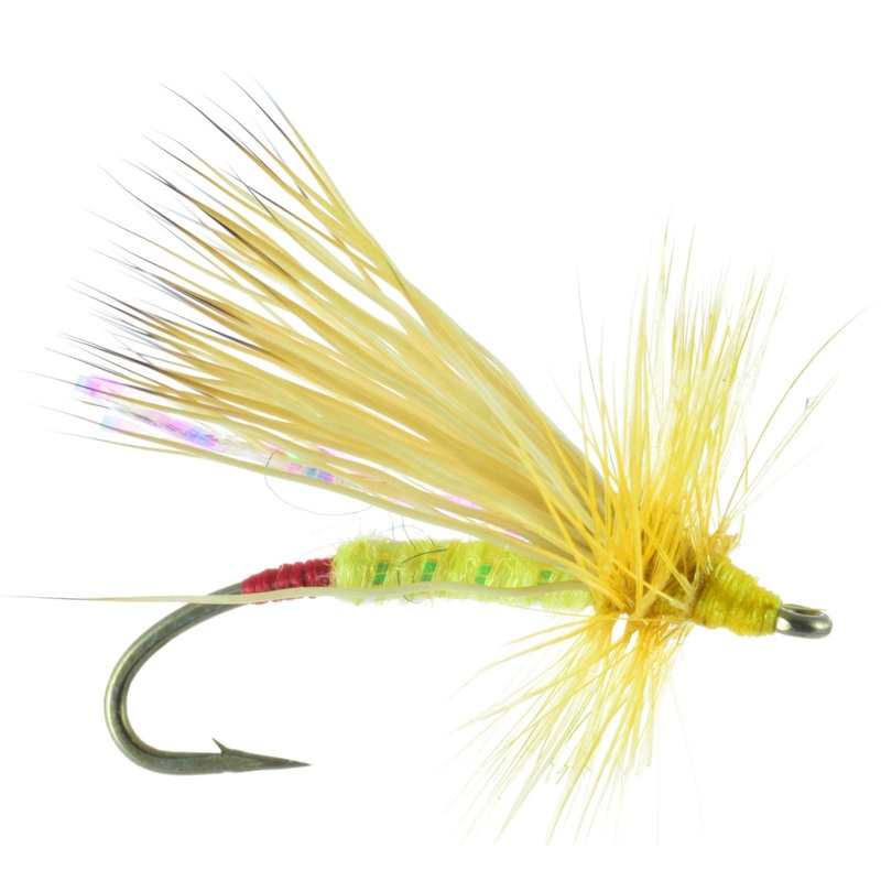 HAIRY YELLOW SALLY|14|16